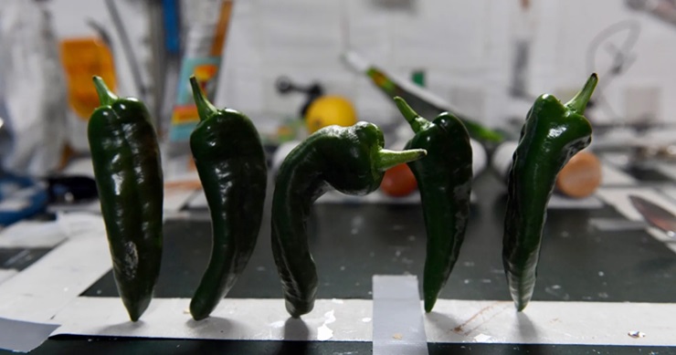 NASA astronauts harvest green chile on ISS, make space tacos – CNET